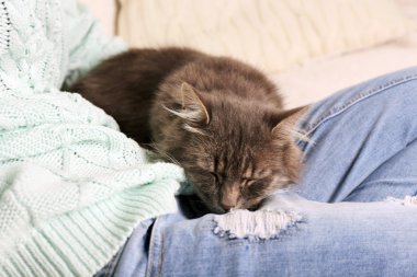 Kadının diz odasında uyuyan gri tembel kedi