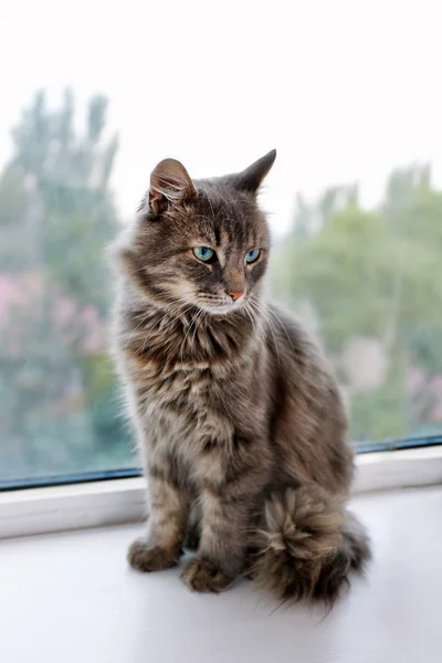 Hermoso gato gris acostado en el tablero de la ventana, primer plano —  Fotos de Stock