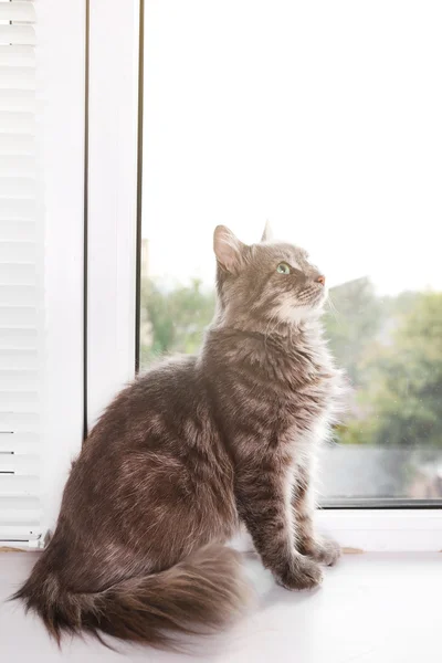 Красива сіра кішка на дошці вікна, крупним планом — стокове фото