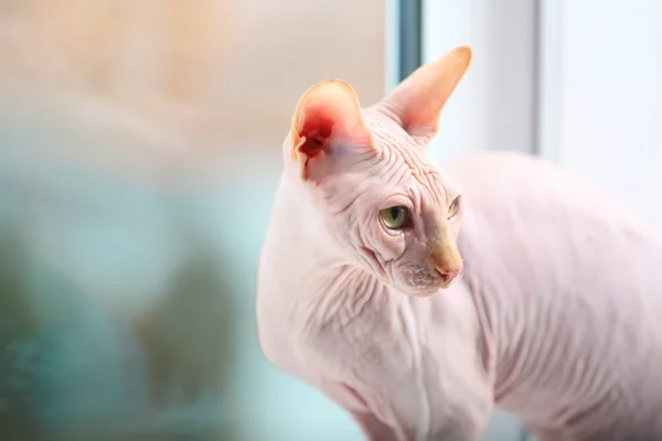 Sphynx kedi pencereden dışarı bakarak — Stok fotoğraf