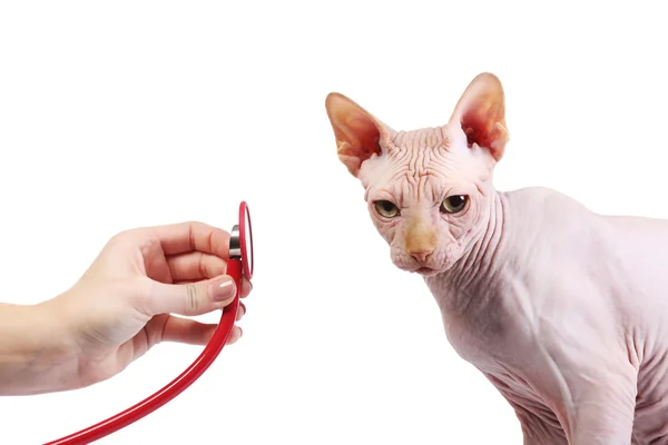 獣医で猫スフィンクス — ストック写真