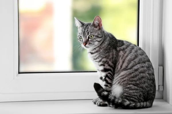 Красива кішка біля вікна крупним планом — стокове фото