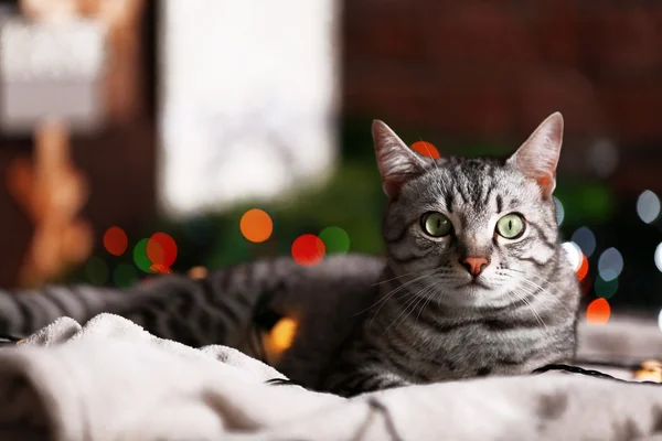 Beau chat près de l'arbre de Noël avec décoration — Photo