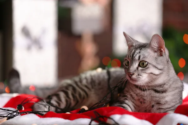 Hermoso gato cerca del árbol de Navidad con decoración —  Fotos de Stock