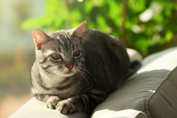 Beautiful cat on sofa close-up — Stock Photo, Image