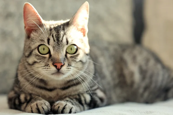 Kanepe yakın çekim üzerinde güzel kedi — Stok fotoğraf