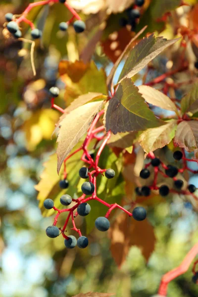 Primeros planos de la rama del árbol de uva silvestre — Foto de Stock