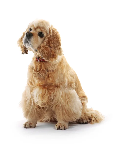 American cocker spaniel isolado em branco — Fotografia de Stock