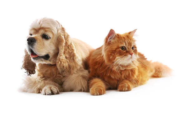 American cocker spaniel and red cat together isolated on white — Stock Photo, Image