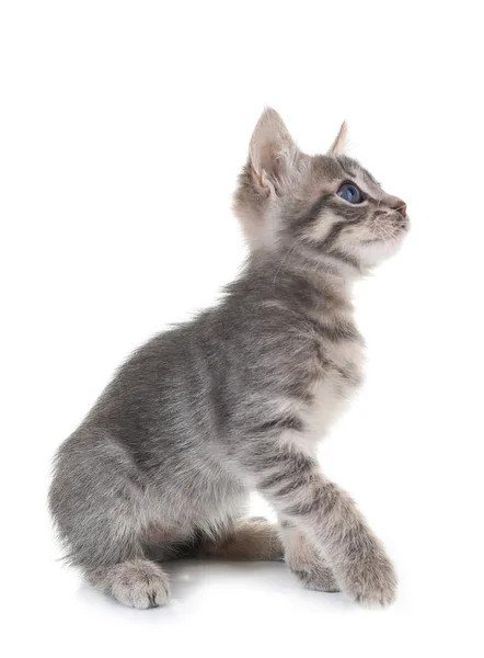 Cute little grey kitten, isolated on white — Stock Photo, Image