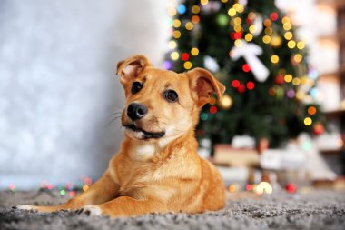 Küçük şirin komik köpek Noel ağacı arka plan üzerinde halı döşeme