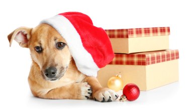 Noel Baba şapkası ile kutuları ve Noel oyuncaklar, üzerinde beyaz izole küçük şirin komik köpek