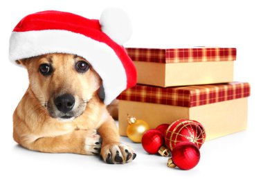 Noel Baba şapkası ile kutuları ve Noel oyuncaklar, üzerinde beyaz izole küçük şirin komik köpek