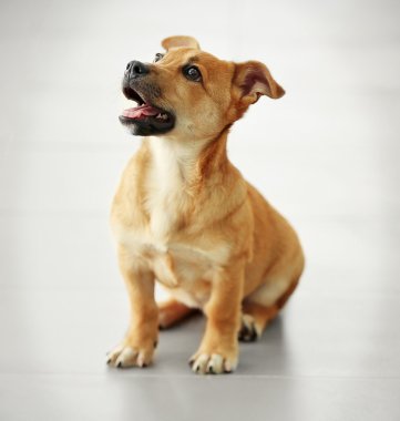 Stüdyo veya giriş katta oturan küçük şirin komik köpek