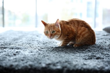 Kırmızı kedi yerde, yaklaş.