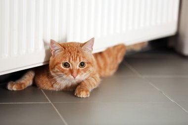 Red cat on the floor under radiator, close up clipart