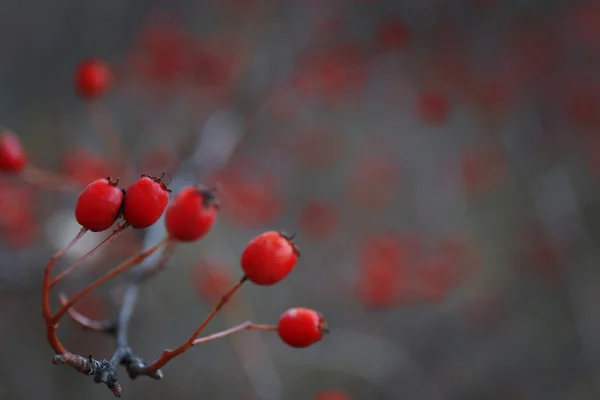 Bayas rojas en las ramas de los árboles, cerca — Foto de Stock