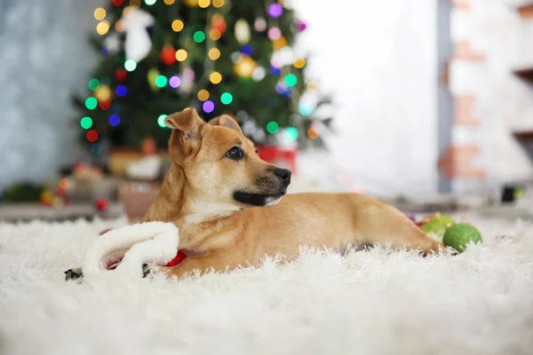 Pequeno cão engraçado bonito jogando com chapéu de Papai Noel no fundo da árvore de Natal — Fotografia de Stock