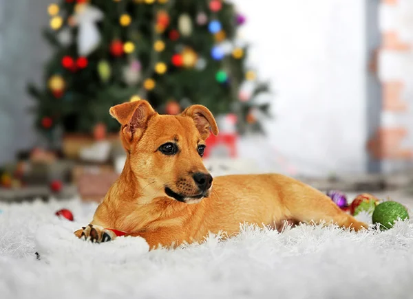 Pequeno cão engraçado bonito jogando com chapéu de Papai Noel no fundo da árvore de Natal — Fotografia de Stock