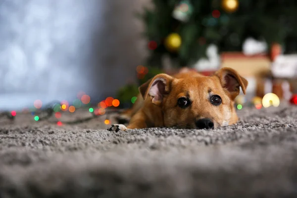 Маленькая милая смешная собака, лежащая на ковре на фоне рождественской елки — стоковое фото
