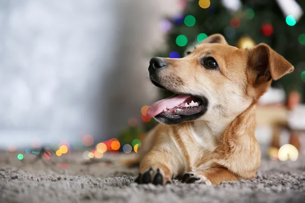 Pequeno cão engraçado bonito que coloca no tapete no fundo da árvore de Natal — Fotografia de Stock