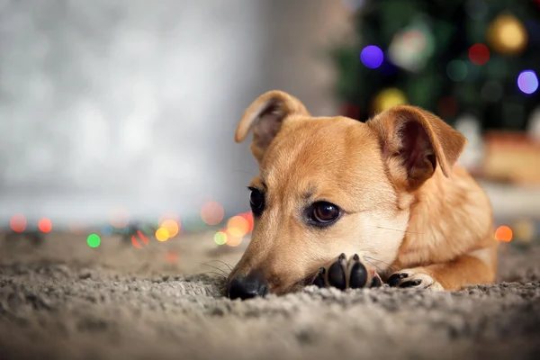 Pequeño lindo perro divertido que pone en la alfombra en el fondo del árbol de Navidad — Foto de Stock