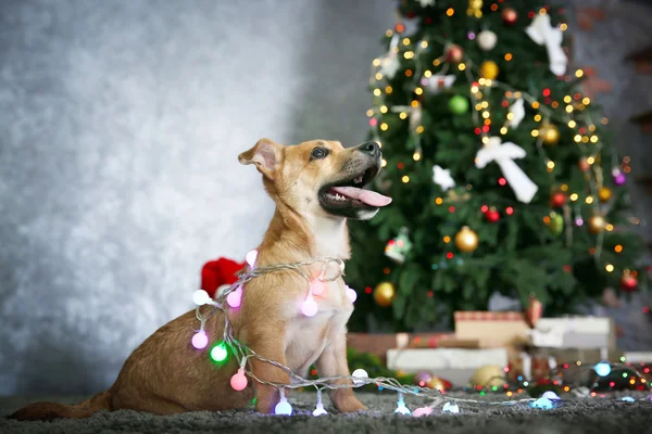 Pequeno cão engraçado bonito com guirlanda no fundo de Natal — Fotografia de Stock