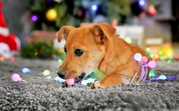 Pequeno cão engraçado bonito com guirlanda no fundo de Natal — Fotografia de Stock