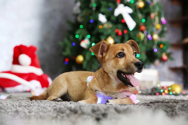 Pequeño perro divertido lindo con guirnalda en el fondo de Navidad — Foto de Stock