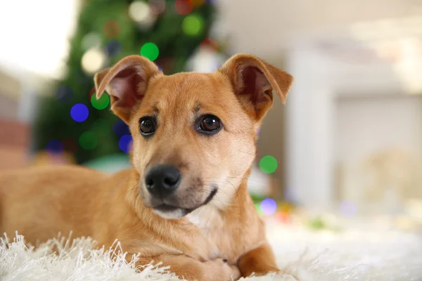 Pequeno cão engraçado bonito com caixas e árvore de Natal no fundo de luz — Fotografia de Stock