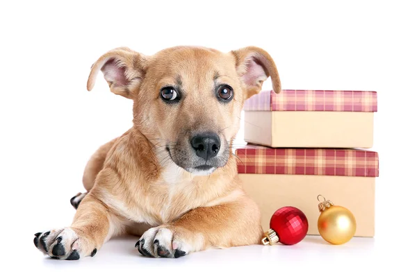 Petit chien mignon drôle avec des cadeaux et des jouets de Noël, isolé sur blanc — Photo