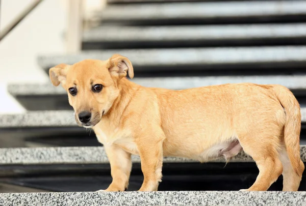 Pequeno cão engraçado bonito nas escadas — Fotografia de Stock