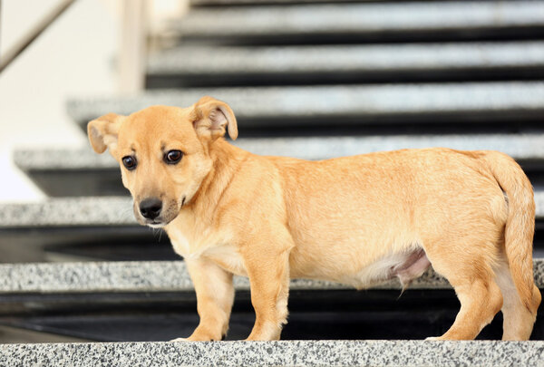 Small cute funny dog on stairs