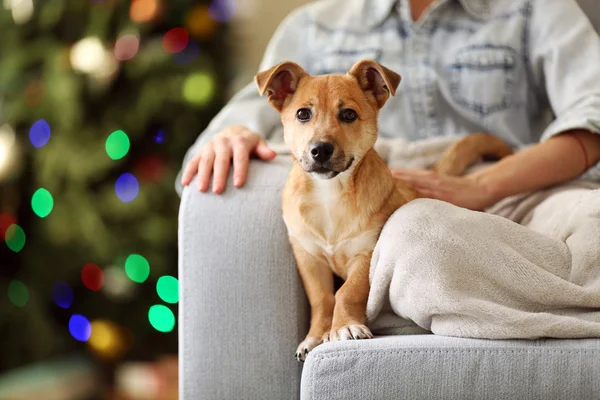 Kadın kişi holding küçük şirin komik köpek Noel ağacı arka koltuğa — Stok fotoğraf