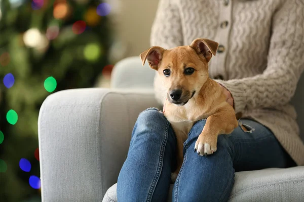 Kadın kişi holding küçük şirin komik köpek Noel ağacı arka koltuğa — Stok fotoğraf