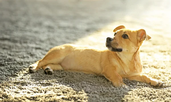 Liten rolig söt hund i ljus rum — Stockfoto