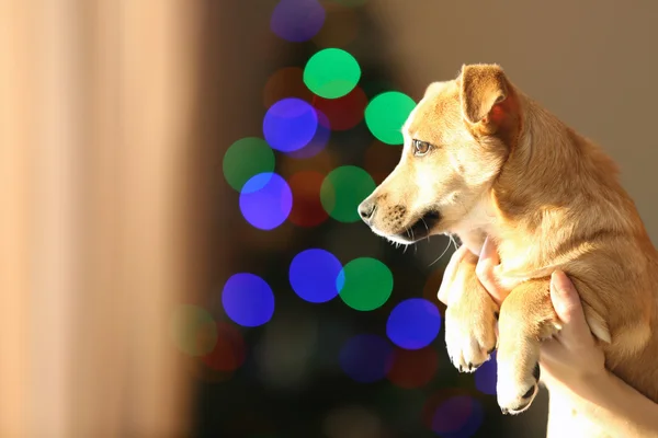 Mały zabawny ładny pies w ręku na niewyraźne Bożego Narodzenia tło — Zdjęcie stockowe