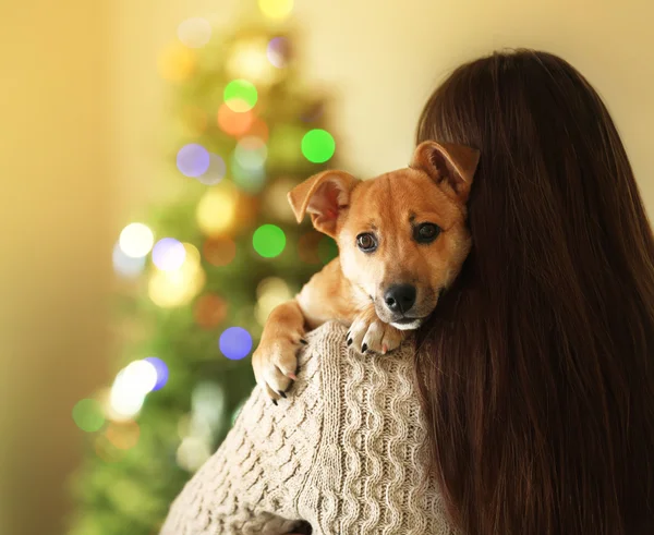 クリスマス背景をぼかした写真に女性の肩に小さな面白いかわいい犬 — ストック写真