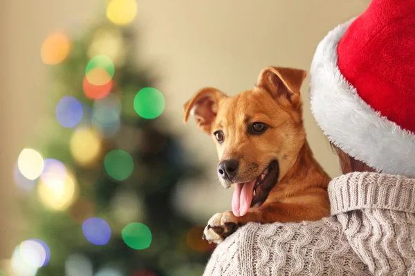 Donna in Santa hat holding a spalla piccolo simpatico cane carino su sfondo di Natale — Foto Stock