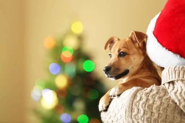 Mulher em Santa chapéu segurando no ombro pequeno engraçado bonito cão no fundo de Natal — Fotografia de Stock