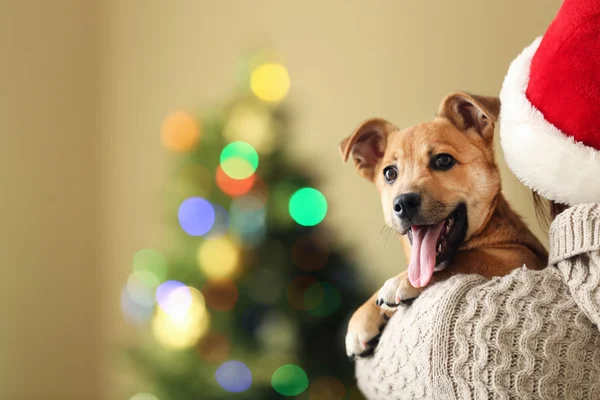 Donna in Santa hat holding a spalla piccolo simpatico cane carino su sfondo di Natale — Foto Stock
