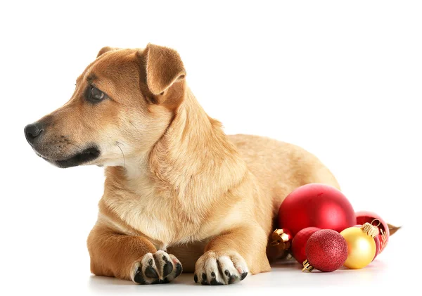 Liten rolig söt hund med jul leksaker, isolerad på vit — Stockfoto
