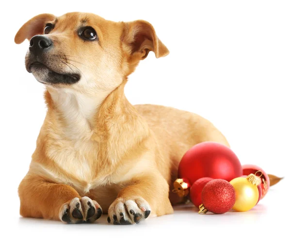 Pequeño perro lindo divertido con juguetes de Navidad, aislado en blanco — Foto de Stock