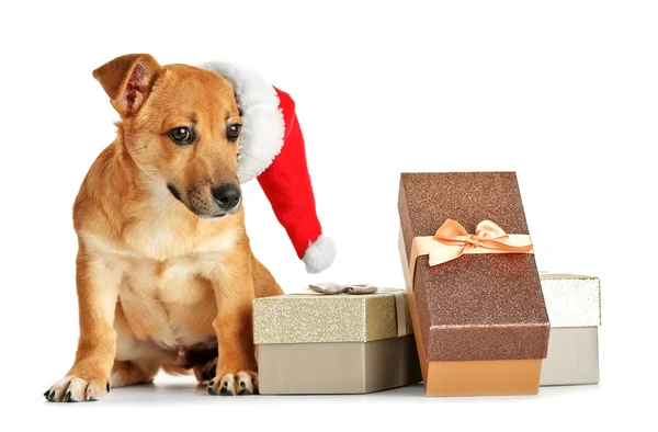 Piccolo simpatico cane simpatico con cappello di Babbo Natale e scatole regalo, isolato su bianco — Foto Stock