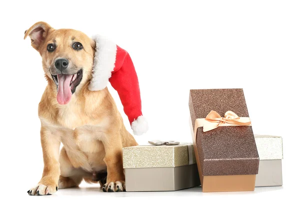 Pequeño perro lindo divertido con sombrero de Santa y cajas de regalo, aislado en blanco — Foto de Stock