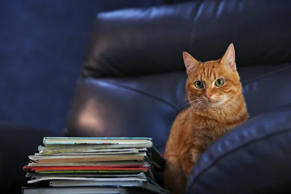 红猫和堆书在皮椅上，关闭 — 图库照片