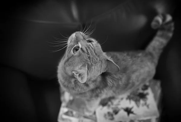 Photo noir et blanc de chat rouge et pile de livres sur chaise en cuir, gros plan, vue à l'envers — Photo