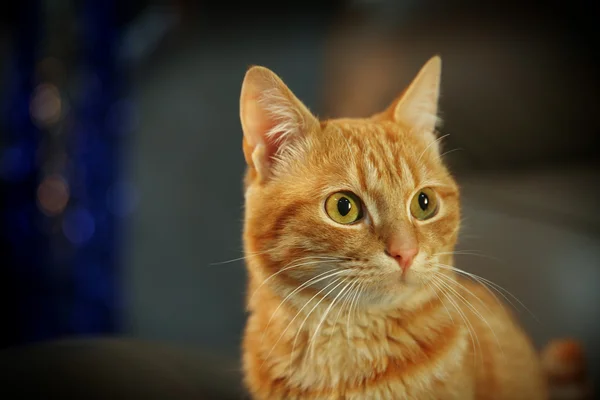 Red cat on leather chair, close up — Stock Photo, Image