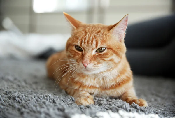 Červená kočka na podlaze, zblízka — Stock fotografie