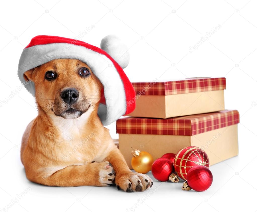 Small cute funny dog in Santa hat with boxes and Christmas toys, isolated on white